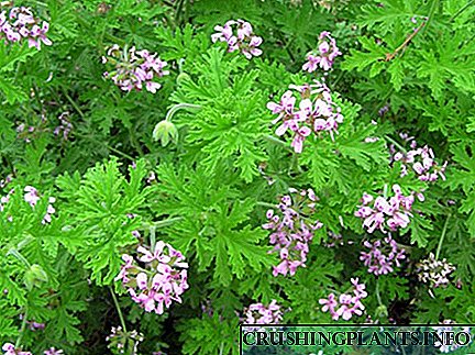 Aħna nikbru pelargonium fragranti fid-dar