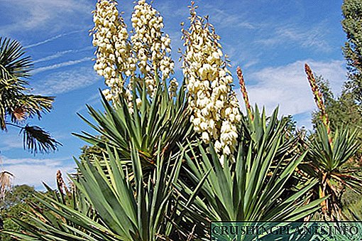 Mir kultivéieren e Gaart Yucca am Land, pflanzen a këmmeren déi einfach sinn