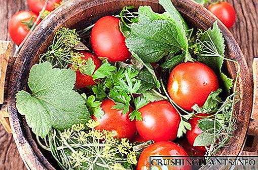 Ni kultivas salajn variojn de tomato en la lando