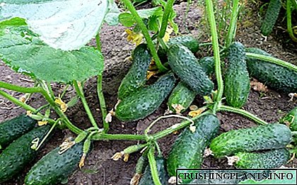 Fásann muid cucumbers sa pháirc oscailte: cineálacha torthúla coitianta