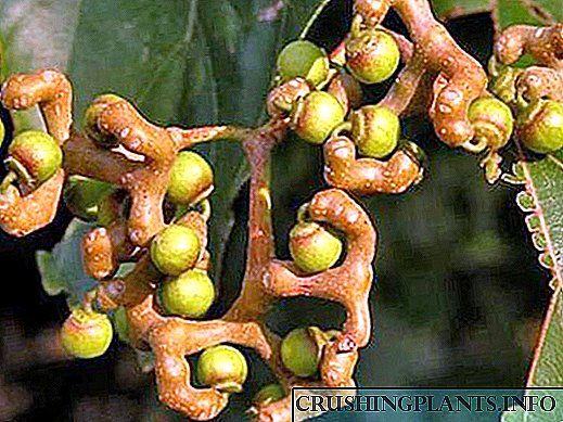 ကျနော်တို့ပွင့်လင်းသောလေထု Gauvin အတွက်ကြီးထွား - Candy သစ်ပင်