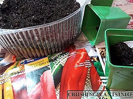 Cultivamos mudas de pementa: como plantar sementes correctamente