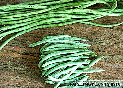 Li herêma me felqên asparagus mezin dibin