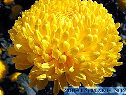 Nos flos Chrysanthemum flavo crescere hortum stratoria