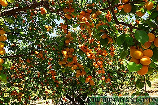 မော်စကိုအနီးရှိအိမ်တွင်းအတွက် apricot ၏စိုက်ပျိုးမှု