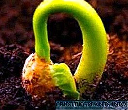 A growing semen Begonias