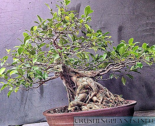 Tyfu ficus bonsai gartref