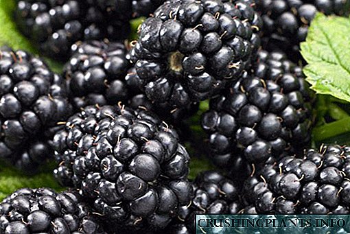Wuesse Navajo Blackberries, Varietéit Feature