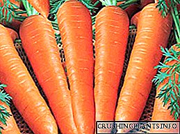 Одгледување и грижа за моркови на отворено
