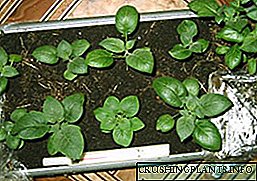 A growing potatoes semina - a coelesti firmitate ad infirmitatem qualis plantationis materiales