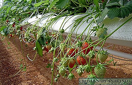 Hydroponic Strawberry Growing jew Harvest is-Sena kollha