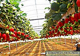 Tanduran strawberry Walanda
