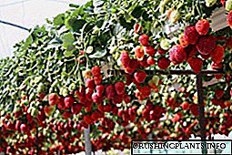 Tanduran strawberry ing omah kaca: rahasia kanggo ninggalake