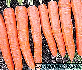 Cultivo de zanahoria de Mitlider