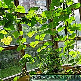 Girma cucumbers a kan windowsill: dokoki da asirin