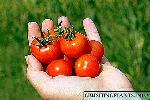 Crescente cerasus tomatoes