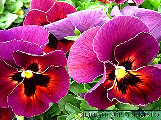 Viola en crecemento: a flor favorita de Josephine