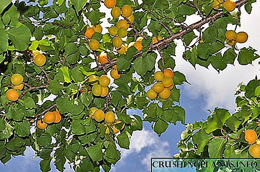 Tanduran apricot ing zona tengah Rusia ing sangisore penduduk penduduk musim panas sing wis ngalami
