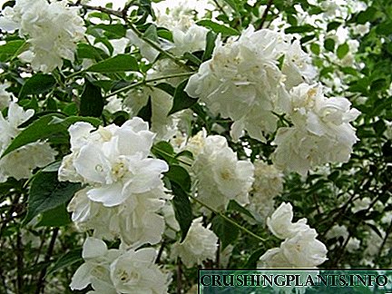 Maighdean - éagsúlacht mhór de jasmine gairdín geimhridh-chrua
