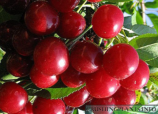 Kharitonovskaya cherry - isang mahusay na pagpipilian para sa isang hardinero