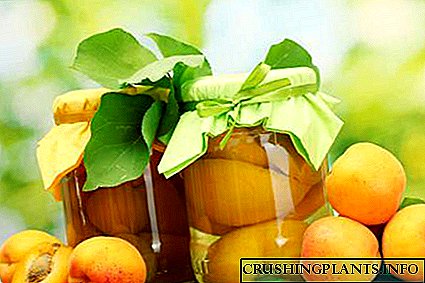 Compote vitamin aprikot kanggo mangsa