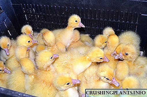 Kacindekan gosling sacara artifisial di incubator di bumi