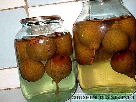 Masarap na nilutong pear compote para sa taglamig