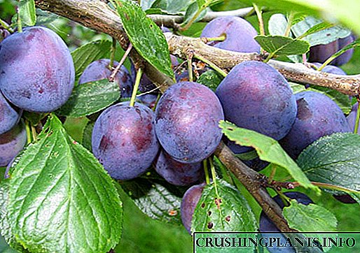 Hiasan kebon ngeunah - plum greencod Tambov