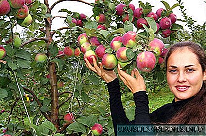 Опис на градинари со внимание и фотографии од зимски сорти на јаболкници