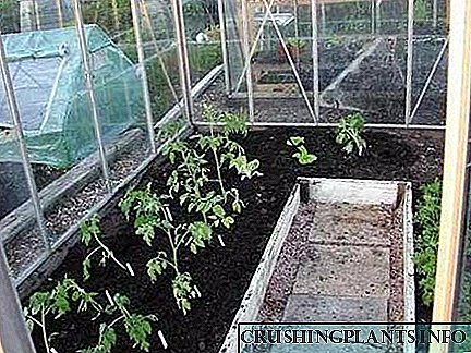 Време на садење домат за стаклена градина