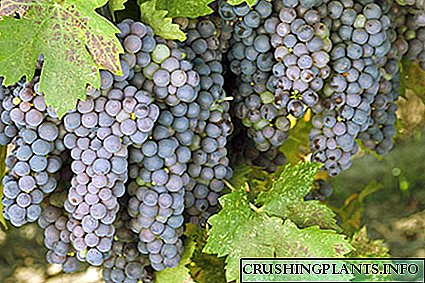 Kabeh babagan anggur: jinis, varietas lan dalan kanggo kaunggulan