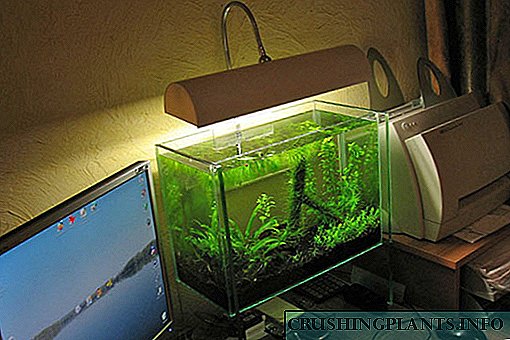 Зошто ви треба светло од аквариум и како правилно да го изберете