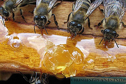 Napa lebah spring butuh klambi ndhuwur?