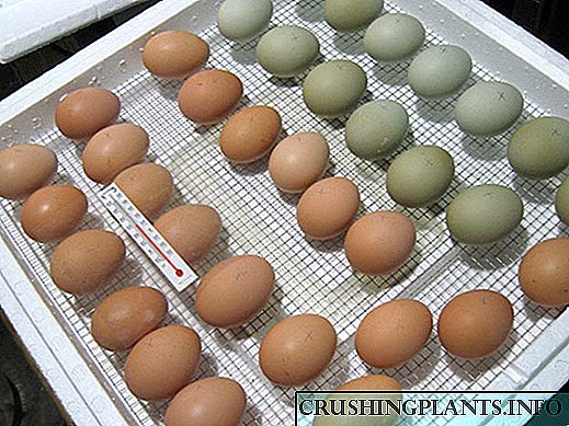 Vendosni vezët në një inkubator në shtëpi