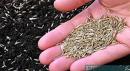 Non sementar un césped manualmente sen herbas daniñas, pero é posible