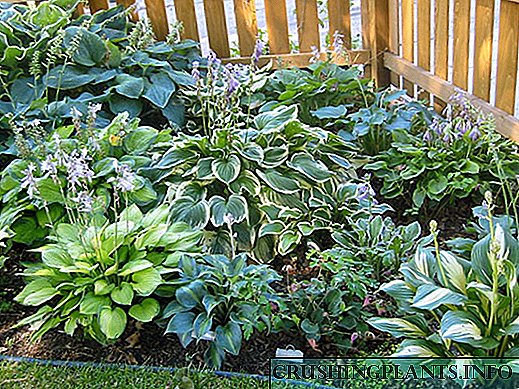 Зелена декорација на градината - домаќин, поглед, садење и грижа