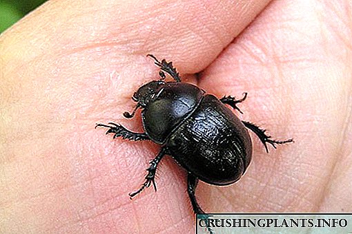 Isang dung beetle ang nakatira sa bansa
