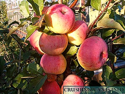 Pema e mollës së dimrit Wellsie - Kampion për rendimentet dhe praninë e frutave