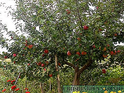 Pemanen wit-witan wit apel kanggo mangsa Ural lan Siberia