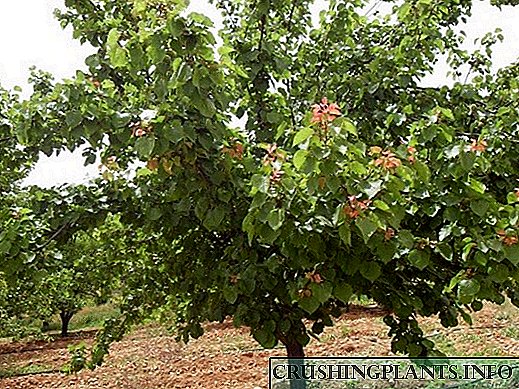 Кичигинскийдің қысқы абрикосы: алуан сипаттамасы, отырғызу және күту