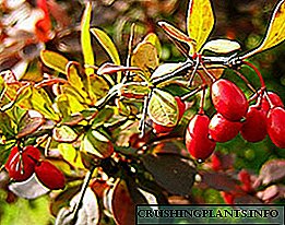 Ne njihemi me foton dhe përshkrimin e varieteteve të specieve barberry të Tunberg