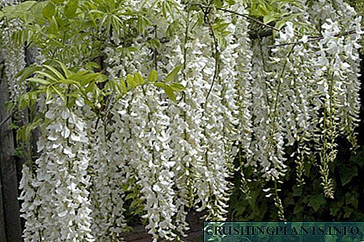 Запознавање со главните видови на убава wisteria