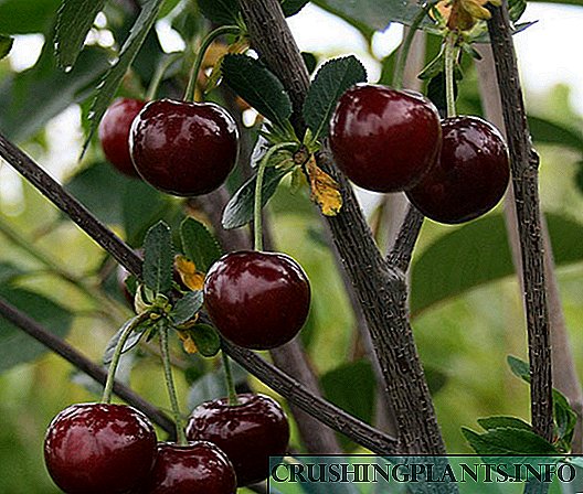 Hlangana nama-cherries ezinhlobonhlobo zentsha