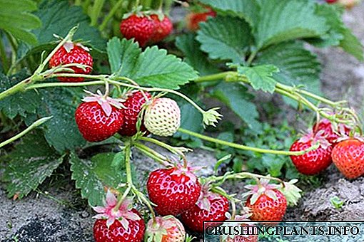 Intine karo strawberry remontant gedhe saka macem-macem koketka