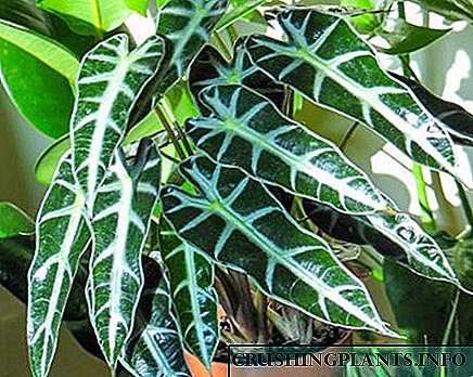 Coñeza Amazon Alocasia: a planta doméstica de follas grandes máis común