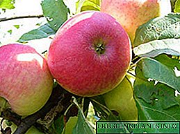 Ontmoet die tydgetoetsde somersoort van die Medunitsa-appelboom