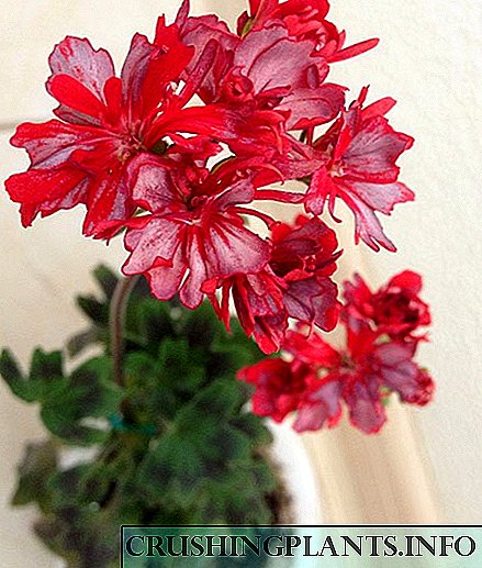Takohen - varietetet e pelargonium yjor me një foto dhe përshkrim