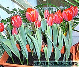 Hoe om tulpe teen 8 Maart tuis te laat groei