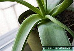 Aloe: otu esi elekọta osisi