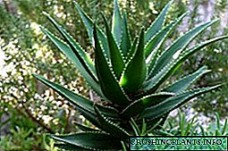Aloe Vera: lumalagong isang halaman sa bahay